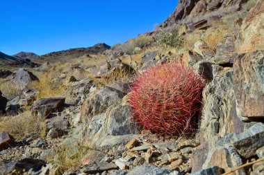 Kaktüslü çöl manzarası. Çöl fıçısı kaktüsü Ferocactus silindirius, Joshua Tree Ulusal Parkı, Güney Kaliforniya