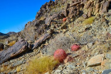 Kaktüslü çöl manzarası. Çöl fıçısı kaktüsü Ferocactus silindirius, Joshua Tree Ulusal Parkı, Güney Kaliforniya