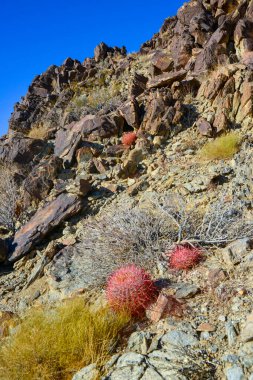 Kaktüslü çöl manzarası. Çöl fıçısı kaktüsü Ferocactus silindirius, Joshua Tree Ulusal Parkı, Güney Kaliforniya