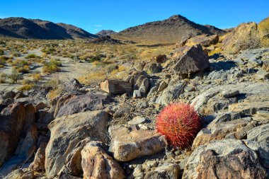 Kaktüslü çöl manzarası. Çöl fıçısı kaktüsü Ferocactus silindirius, Joshua Tree Ulusal Parkı, Güney Kaliforniya