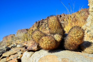 Yastık tilkisi kaktüsü (Escobaria alversonii, Coryphantha alversonii), Kaliforniya çölünde kaktüs. ABD California