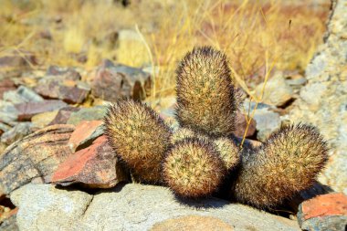 Yastık tilkisi kaktüsü (Escobaria alversonii, Coryphantha alversonii), Kaliforniya çölünde kaktüs. ABD California