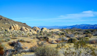 Kaliforniya 'daki Joshua Tree Ulusal Parkı' ndaki kurak bir bölgede taş çöl ve çeşitli çöl bitkileri.