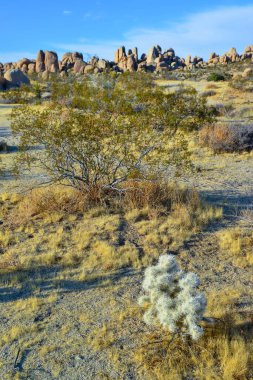 Taş çöl manzarası, Cylindropuntia echinocarpa - Cholla Kaktüs Bahçesi Gün batımı Mojave Çölü Joshua Tree Ulusal Parkı, Kaliforniya