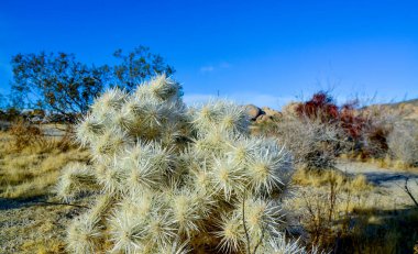 Taş çöl manzarası, Cylindropuntia echinocarpa - Cholla Kaktüs Bahçesi Gün batımı Mojave Çölü Joshua Tree Ulusal Parkı, Kaliforniya