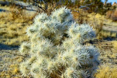 Taş çöl manzarası, Cylindropuntia echinocarpa - Cholla Kaktüs Bahçesi Gün batımı Mojave Çölü Joshua Tree Ulusal Parkı, Kaliforniya