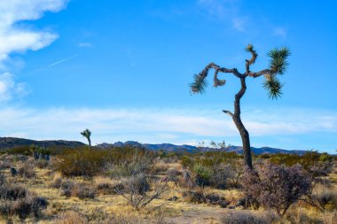 Kaliforniya 'daki taş çöl manzarası, Joshua Tree - Joshua Tree Ulusal Parkı' ndaki dev bir yukka.
