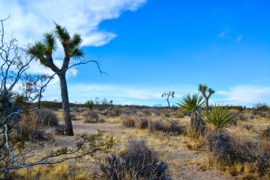 Kaliforniya 'daki taş çöl manzarası, Joshua Tree - Joshua Tree Ulusal Parkı' ndaki dev bir yukka.