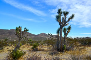 Kaliforniya 'daki taş çöl manzarası, Joshua Tree - Joshua Tree Ulusal Parkı' ndaki dev bir yukka.