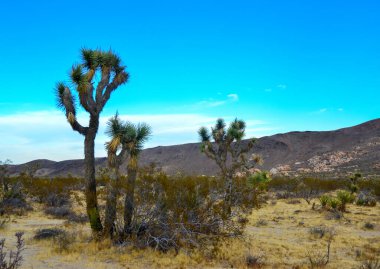 Kaliforniya 'daki taş çöl manzarası, Joshua Tree - Joshua Tree Ulusal Parkı' ndaki dev bir yukka.