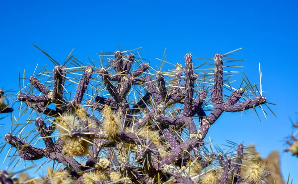 Dallı Kalem Cholla, Klindropuntia ramosissima, Joshua Tree Ulusal Parkı, Kaliforniya