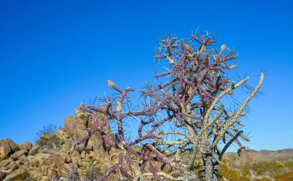 Branched Pencil Cholla, Cylindropuntia ramosissima, Joshua Tree National park, California
