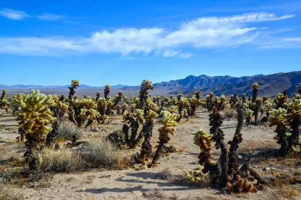 Oyuncak ayı cholla (Cylindropuntia bigelovii). Joshua Tree Ulusal Parkı 'ndaki Cholla Kaktüs Bahçesi. Kaliforniya