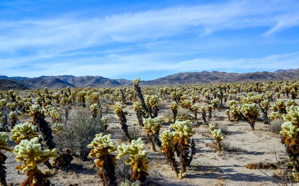 Stock image Teddy bear cholla (Cylindropuntia bigelovii). Cholla Cactus Garden at Joshua Tree National Park. California