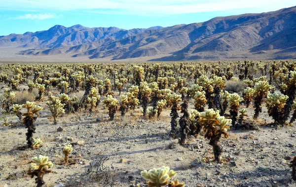 Stock image Teddy bear cholla (Cylindropuntia bigelovii). Cholla Cactus Garden at Joshua Tree National Park. California