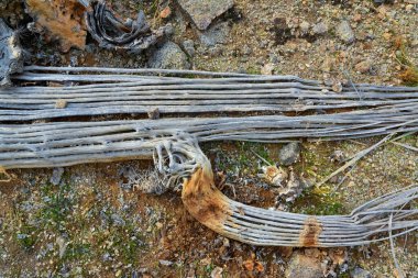 Ölü bir kaktüsün kuru odunsu özü, Dev kaktüs Saguaro kaktüsü (Carnegiea gigantea), Arizona ABD