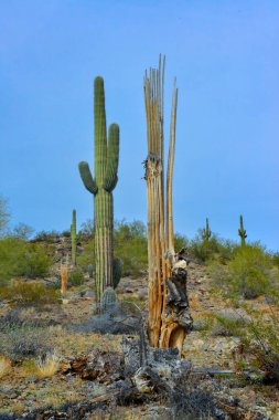Arizona, ABD 'de bulutlu bir gökyüzünün arka planına karşı dev kaktüs Saguaro kaktüsü (Carnegiea gigantea)