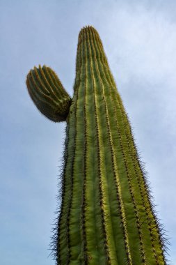 Arizona, ABD 'de bulutlu bir gökyüzünün arka planına karşı dev kaktüs Saguaro kaktüsü (Carnegiea gigantea)