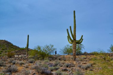 Arizona, ABD 'de bulutlu bir gökyüzünün arka planına karşı dev kaktüs Saguaro kaktüsü (Carnegiea gigantea)