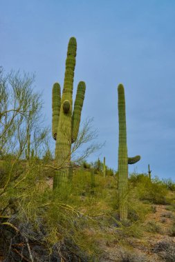 Arizona, ABD 'de bulutlu bir gökyüzünün arka planına karşı dev kaktüs Saguaro kaktüsü (Carnegiea gigantea)