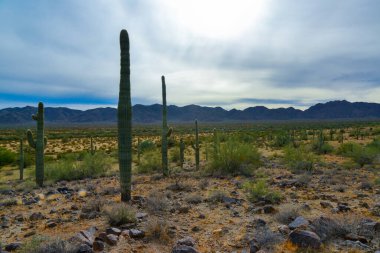 Arizona, ABD 'de bulutlu bir gökyüzünün arka planına karşı dev kaktüs Saguaro kaktüsü (Carnegiea gigantea)