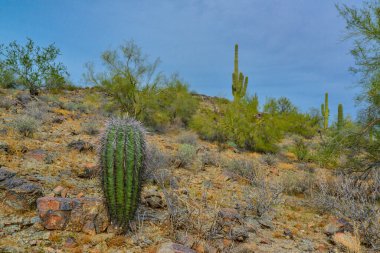 Genç bitkiler dev kaktüs kaktüsü Saguaro kaktüsü (Carnegiea dev çayı) bulutlu bir gökyüzünün arka planına karşı
