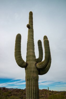 Arizona, ABD 'de bulutlu bir gökyüzünün arka planına karşı dev kaktüs Saguaro kaktüsü (Carnegiea gigantea)