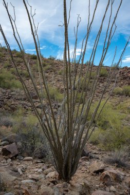 ABD 'nin Arizona çölünde yerde yatan ölü kaktüsler (Fouquieria splendens).