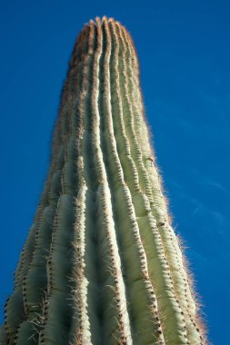 Çölde Saguaro Kaktüsü (Carnegiea Gigantea), ABD 'nin Arizona çölünde kışın mavi gökyüzüne karşı dev bir kaktüs.