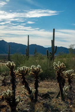 Carnegiea gigantea ve Teddy Bear cholla (Cylindropuntia bigelovii). Joshua Tree Ulusal Parkı 'ndaki Cholla Kaktüs Bahçesi. Kaliforniya