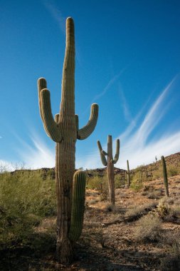 Çölde Saguaro Kaktüsü (Carnegiea Gigantea), ABD 'nin Arizona çölünde kışın mavi gökyüzüne karşı dev bir kaktüs.
