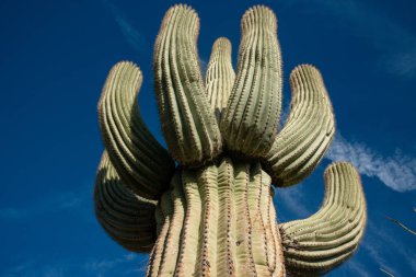 Çölde Saguaro Kaktüsü (Carnegiea Gigantea), ABD 'nin Arizona çölünde kışın mavi gökyüzüne karşı dev bir kaktüs.
