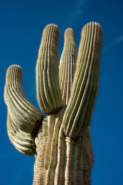 Çölde Saguaro Kaktüsü (Carnegiea Gigantea), ABD 'nin Arizona çölünde kışın mavi gökyüzüne karşı dev bir kaktüs.