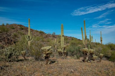 Carnegiea gigantea ve Teddy Bear cholla (Cylindropuntia bigelovii). Joshua Tree Ulusal Parkı 'ndaki Cholla Kaktüs Bahçesi. Kaliforniya