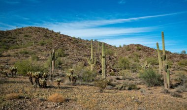 Carnegiea gigantea ve Teddy Bear cholla (Cylindropuntia bigelovii). Joshua Tree Ulusal Parkı 'ndaki Cholla Kaktüs Bahçesi. Kaliforniya