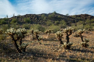 Carnegiea gigantea ve Teddy Bear cholla (Cylindropuntia bigelovii). Joshua Tree Ulusal Parkı 'ndaki Cholla Kaktüs Bahçesi. Kaliforniya