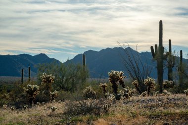 Carnegiea gigantea ve Teddy Bear cholla (Cylindropuntia bigelovii). Joshua Tree Ulusal Parkı 'ndaki Cholla Kaktüs Bahçesi. Kaliforniya
