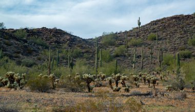 Carnegiea gigantea ve Teddy Bear cholla (Cylindropuntia bigelovii). Joshua Tree Ulusal Parkı 'ndaki Cholla Kaktüs Bahçesi. Kaliforniya