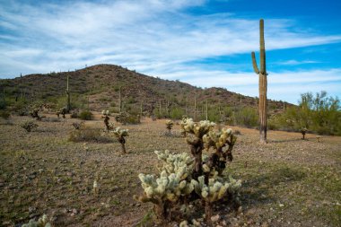 Carnegiea gigantea ve Teddy Bear cholla (Cylindropuntia bigelovii). Joshua Tree Ulusal Parkı 'ndaki Cholla Kaktüs Bahçesi. Kaliforniya