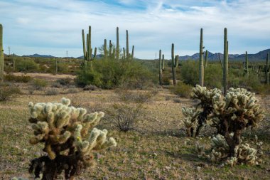 Carnegiea gigantea ve Teddy Bear cholla (Cylindropuntia bigelovii). Joshua Tree Ulusal Parkı 'ndaki Cholla Kaktüs Bahçesi. Kaliforniya