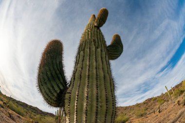 Taş çöl manzarası, balık gözlü bir kaktüsün fotoğrafı, dev kaktüs kaktüsü kaktüsü kaktüsü (Carnegiea gigantea), Arizona USA