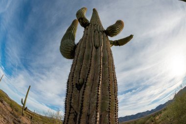 Taş çöl manzarası, balık gözlü bir kaktüsün fotoğrafı, dev kaktüs kaktüsü kaktüsü kaktüsü (Carnegiea gigantea), Arizona USA