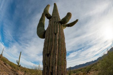 Taş çöl manzarası, balık gözlü bir kaktüsün fotoğrafı, dev kaktüs kaktüsü kaktüsü kaktüsü (Carnegiea gigantea), Arizona USA