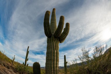 Taş çöl manzarası, balık gözlü bir kaktüsün fotoğrafı, dev kaktüs kaktüsü kaktüsü kaktüsü (Carnegiea gigantea), Arizona USA