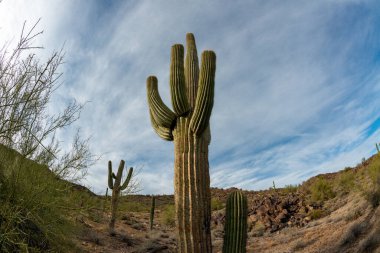 Taş çöl manzarası, balık gözlü bir kaktüsün fotoğrafı, dev kaktüs kaktüsü kaktüsü kaktüsü (Carnegiea gigantea), Arizona USA