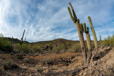 Taş çöl manzarası, balık gözlü bir kaktüsün fotoğrafı, dev kaktüs kaktüsü kaktüsü kaktüsü (Carnegiea gigantea), Arizona USA