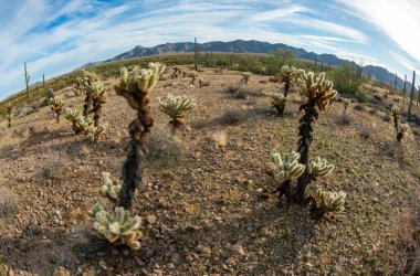 Balık gözü merceği, taş çöl manzarası, silindirik ekokarpa - Cholla Kaktüs Bahçesi Günbatımı Mojave Çölü Joshua Tree Ulusal Parkı, Kaliforniya