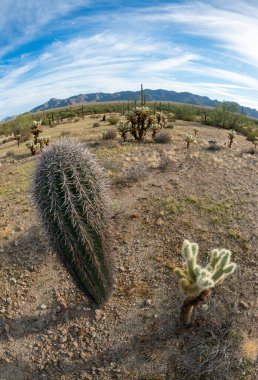 Dev kaktüs kaktüsü Saguaro kaktüsü - Carnegiea dev çayı, taş çöl manzarası, Arizona 'da bir balık gözü lensinin fotoğrafı, ABD