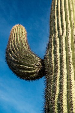 Üç Dev Saguaros (Carnegiea dev çayı). Organ Borusu Kaktüsü Ulusal Anıtı, Arizona, ABD