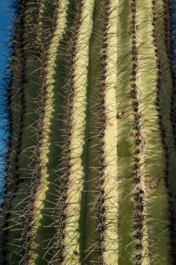 Üç Dev Saguaros (Carnegiea Gigantea), dikenli bir kaktüs sapının yakın çekimi. Organ Borusu Kaktüsü Ulusal Anıtı, Arizona, ABD